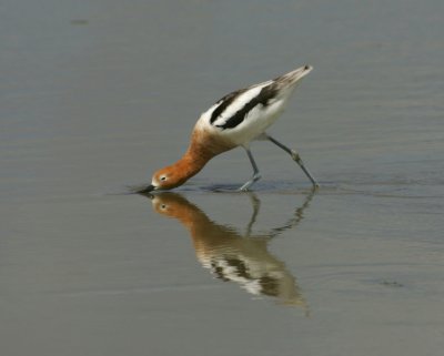 American Avocet - HJ2K5612