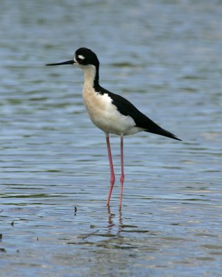 Black Necked Stilt - HJ2K5761