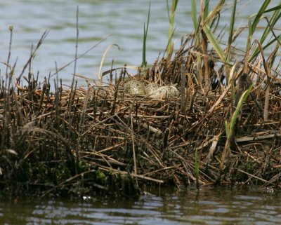 Black Necked Stilt nest & eggs - HJ2K5767