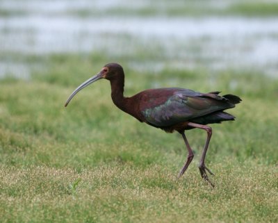 White Faced Ibis -v HJ2K5957