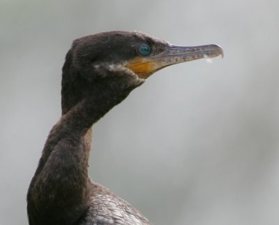 Neotropic Cormorant - HJ2K6256