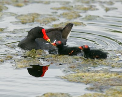 Common Moorhen with chicks - HJ2K6319