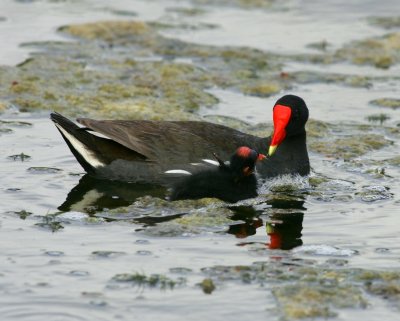 Common Moorhen with chick - HJ2K6332