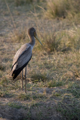 (possible) Heron _w.jpg