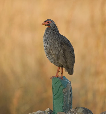 (possible) superfowl_w.jpg