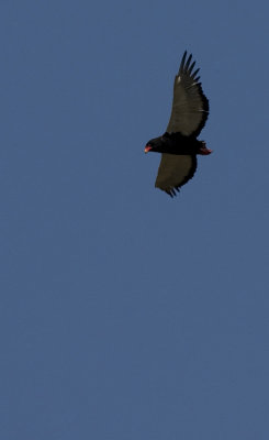 (unknown) bird 2_w.jpg