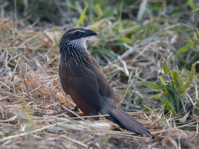 (unknown) bird 4_w.jpg
