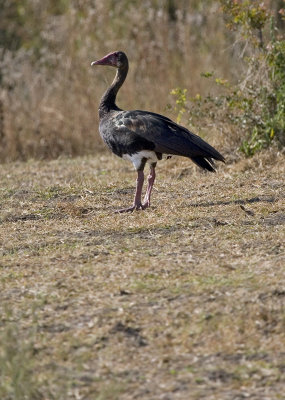 (unknown) bird_w.jpg