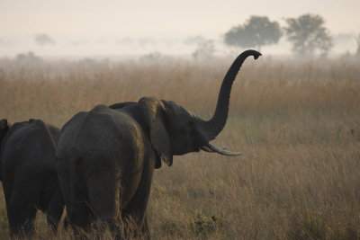 African Elephant at dawn_w.jpg