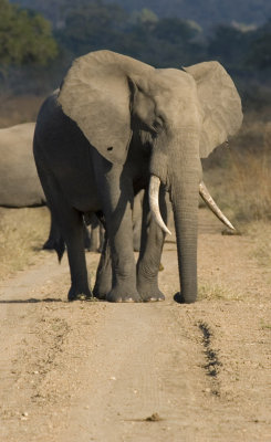 African Elephant on the road_w.jpg