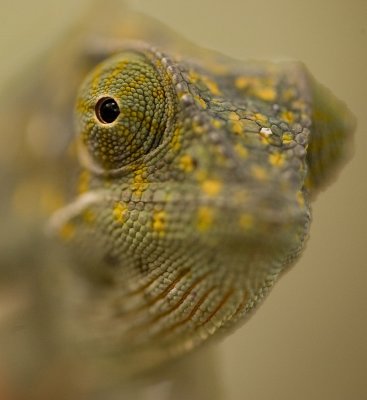 Chameleon_a_w.jpg