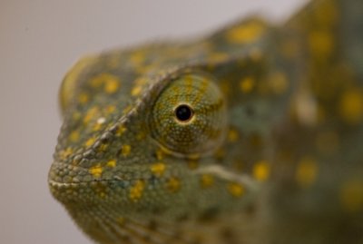 Chameleon_w.jpg