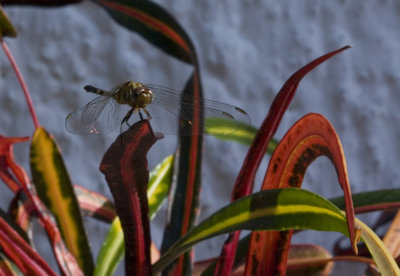 Dragon fly_a_w.jpg