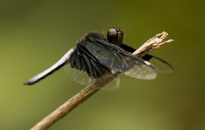 Dragon fly_b_w.jpg