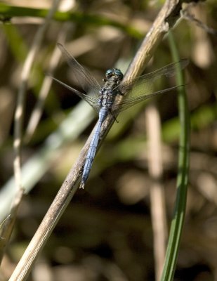 Dragon fly_w.jpg