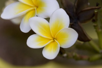 Flower_a_w.jpg