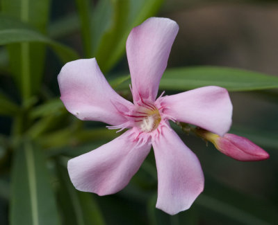 Flower_c_w.jpg