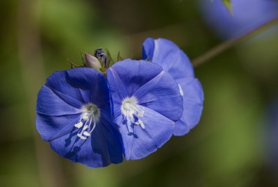 Flower_e_w.jpg