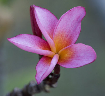 Flower_g_w.jpg