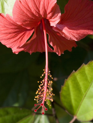 Hibiscus