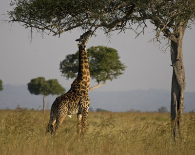 tanzania_and_zanzibar