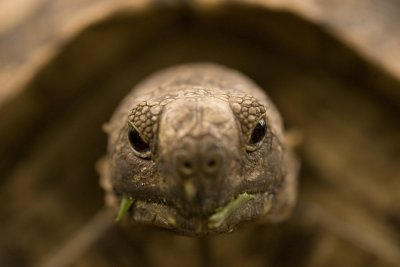 Leopard Tortoise_w.jpg