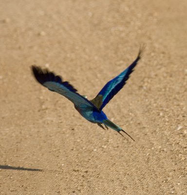 Lilac-brested roller in flight_w.jpg
