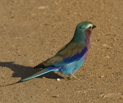 Lilac-brested roller_w.jpg