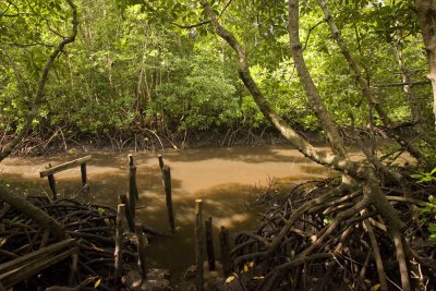 Mangrove_w.jpg