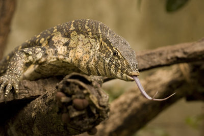 Nile Monitor Lizard_w.jpg