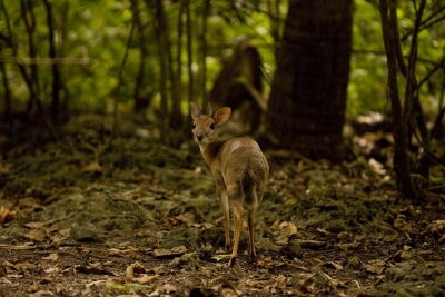Oribi_w.jpg