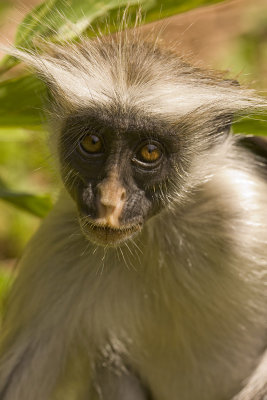 Red Colobus monkey_w.jpg