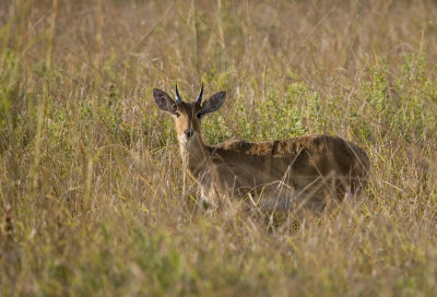 Reedbuck_w.jpg