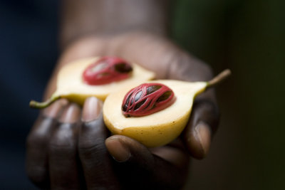 Spice nutmeg and mace_w.jpg