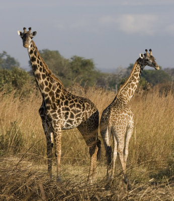 Two Giraffe_w.jpg