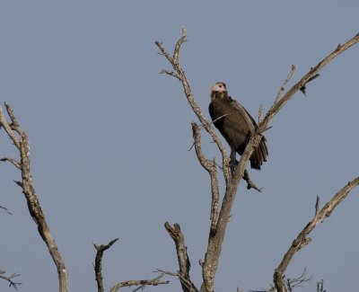 Vulture (unknown)_w.jpg