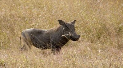 Warthog_w.jpg