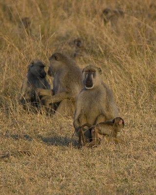 baboon family_w.jpg