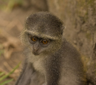 blue monkey_w.jpg
