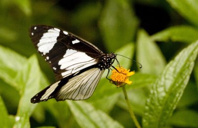 butterfly_a_w.jpg