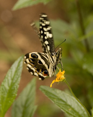 butterfly_w.jpg