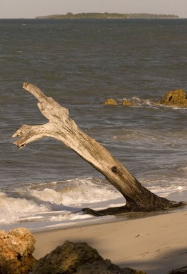 drift wood at Msasani bay_w.jpg