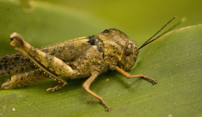 grasshopper_w.jpg