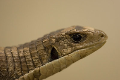 lizard (unknown)_w.jpg