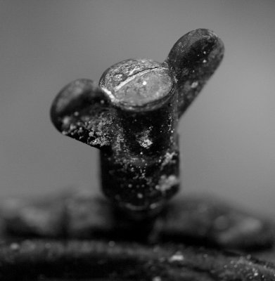 nut b&w_w.jpg