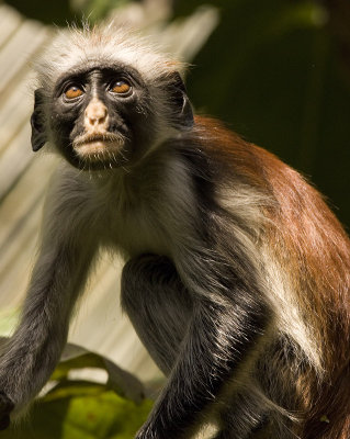 red colobus monkey_1_w.jpg