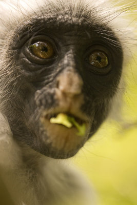 red colobus monkey_2_w.jpg