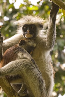 red colobus mother and baby_w.jpg