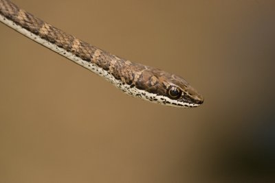 snaken (unknown)_w.jpg