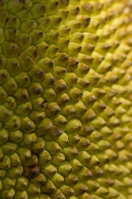 spice bread fruit_w.jpg